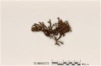 藏品(同島衣)的圖片